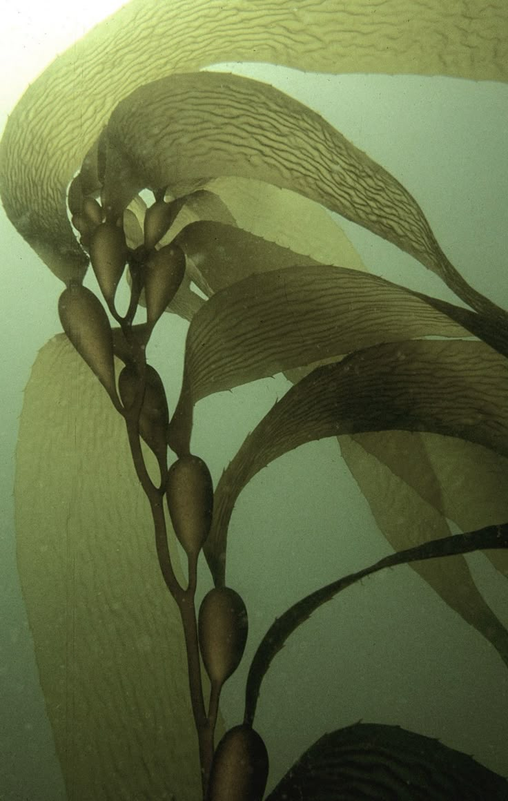 Youth-SUSTAINING PROTEIN