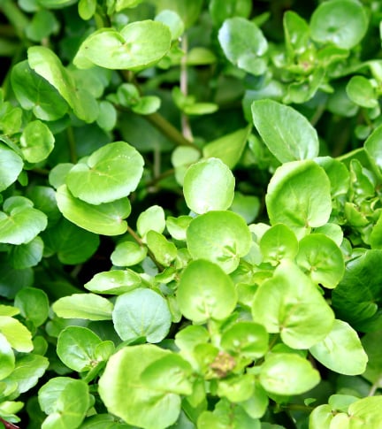 Watercress Extract