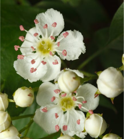Crataegus Monogyna Flower Extract