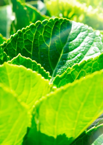 NEW Day Rhythm Fine-Tune Technology