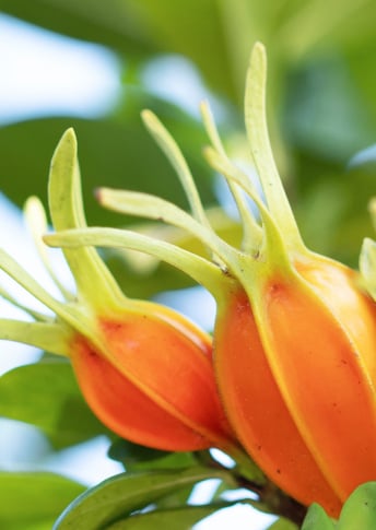 NEW Gardenia Extract