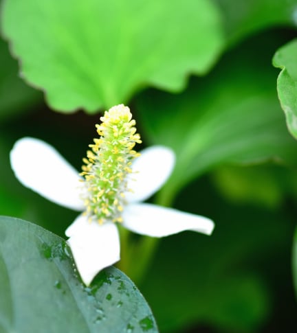 Houttuynia Cordata Extract