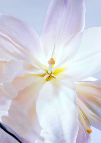 Radiant Lily Extract