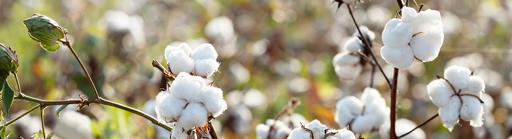Cotton