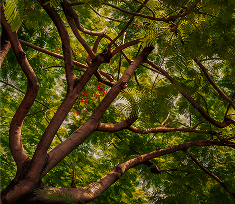 SILK TREE EXTRACT
