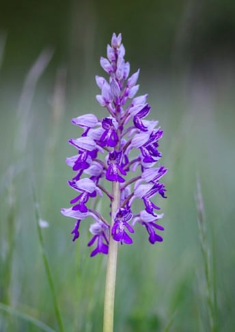 Scutellaria Baicalensis Root Extract