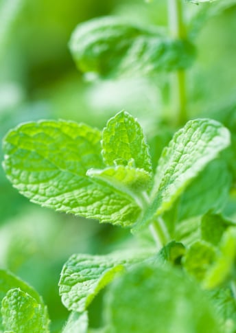 Anti-Pollution Powder  and Peppermint Extract