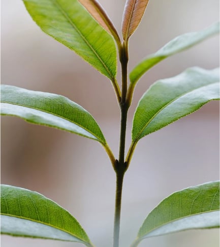 Organic Lemon Myrtle Extract